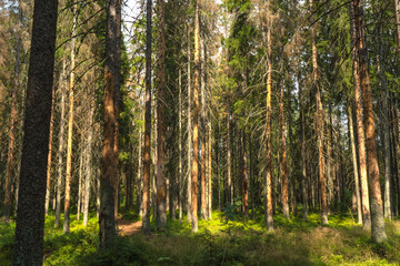 A pine forest infested with a bark beetle.Forest extinction.