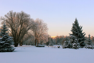 Frosty winter landscapes. Trees in fluffy snow against a blue sky. Walking in the park on a frosty...