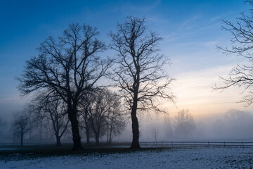 silhouette of trees in winter landscape with ground fog and blue sky in evening light