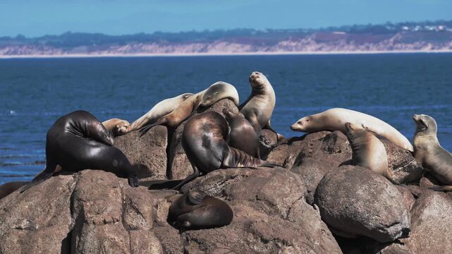 Sea lions sunbathing on rocks