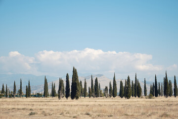 Cypress trees Montenegro