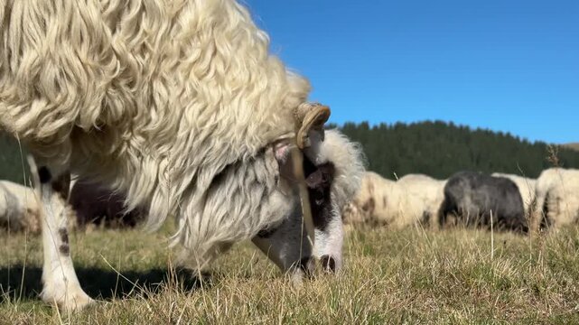 Close up view of a sheep grazing on natural grass in an open mountain pasture. Traditional free range livestock farming scene showing wool texture and rural agricultural environment under clear blue s
