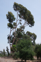 Southern California landscape with eucalyptus trees towering over other trees