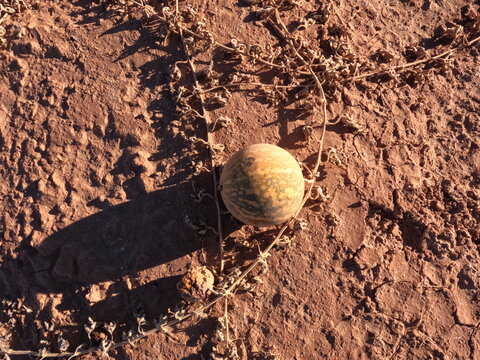 wild melon, Citrullus colocynthis