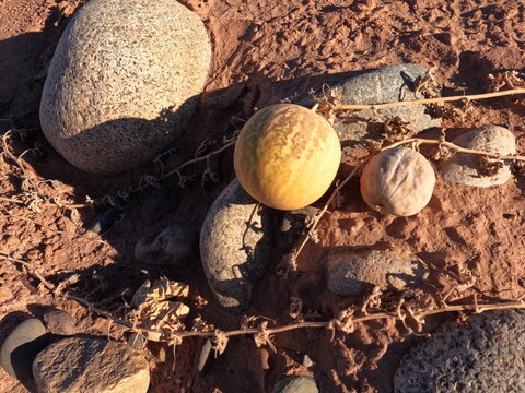 wild melon, Citrullus colocynthis