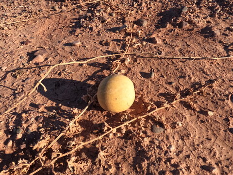 wild melon, Citrullus colocynthis