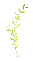 Obraz premium Delicate watercolor green branch with small fresh leaves. Botanical spring element for Easter designs, floral compositions, natural decor, invitations, and gentle seasonal layouts.