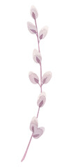 Delicate watercolor pussy willow branch with soft buds. Spring botanical element for Easter designs, floral arrangements, natural compositions, and seasonal decorations. © Tishina