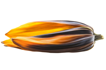 macro sunflower seeds isolated on white