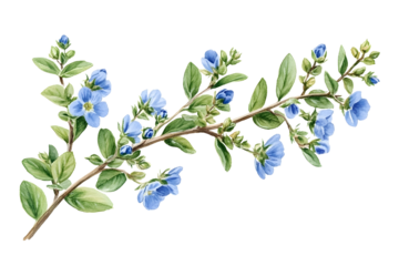 Beautiful Veronica chamaedrys branch with flowers buds germander speedwell birdseye speedwell or cats eyes Watercolor hand drawn painting illustration