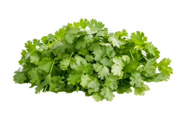 High definition of fresh green coriander leaf isolated on white background with clipping path group of vegetable leaf salad leaf
