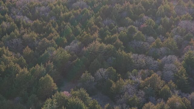 Aerial view of dense evergreen forest mixed with leafless deciduous trees in winter, captured at golden hour. Natural woodland texture with soft light and layered tree canopy.