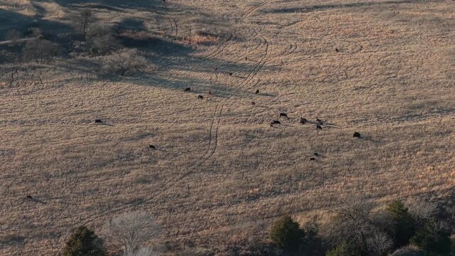 Aerial view of cattle grazing across a rural Oklahoma pasture. Winter grass, red dirt soil, and open farmland create a peaceful agricultural scene in the countryside.