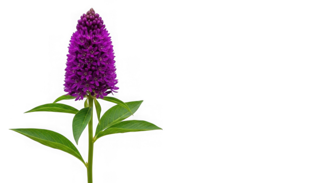 Purple liatrise flower with green leaves isolated on transparent background - Powered by Adobe