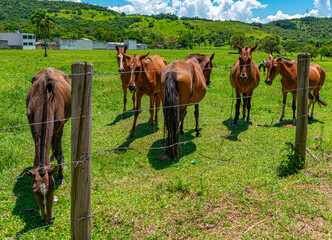 cavalos marrons no pasto