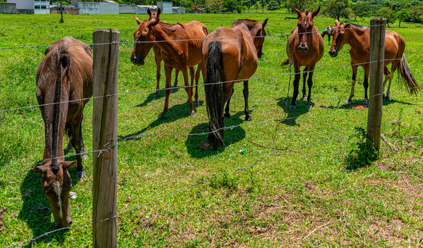 cavalos marrons no pasto