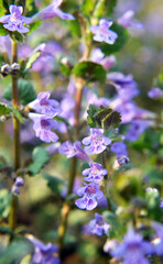 Glechoma hederacea blooms in nature in spring
