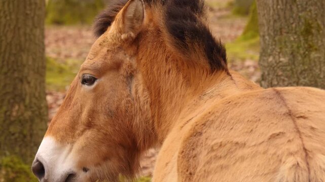 close up of a przewalskis horse standing on a meadow on a sunny autumn day