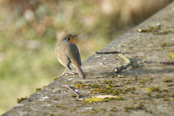 European robin (Erithacus rubecula) sitting on a stone in Zurich, Switzerland