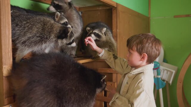 young boy feeding raccoons in green room, gentle rescue encounter with curious raccoon faces approaching wooden shelf as child offers treat with steady hand, playful interaction and closeup moments