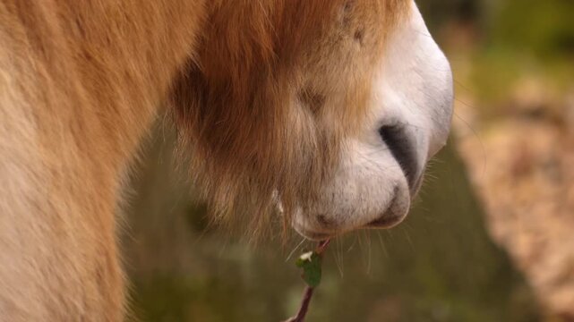 close up of a przewalskis horse standing on a meadow on a sunny autumn day