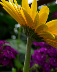 Obraz premium A Side View of a Vibrant Yellow Sunflower with Sunlight Coming from Above