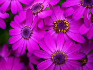 Obraz premium Deep Purple Blossoms with Yellow Highlights in a Low Light Cluster