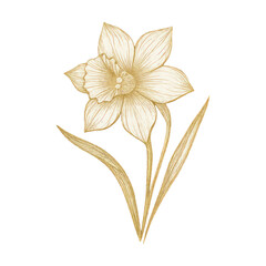 Fototapeta premium PNG Elegant golden daffodil on black