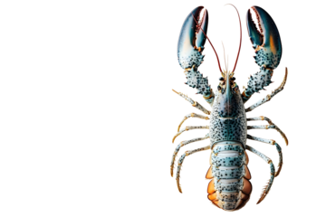 Top view of whole lobster isolated on white background