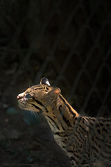 Fototapeta premium Wild feline ocelot animal observed during dusk jungle understory captured patiently with telephoto lens to showcase camouflage elegance behavior and urgent need for habitat preservation