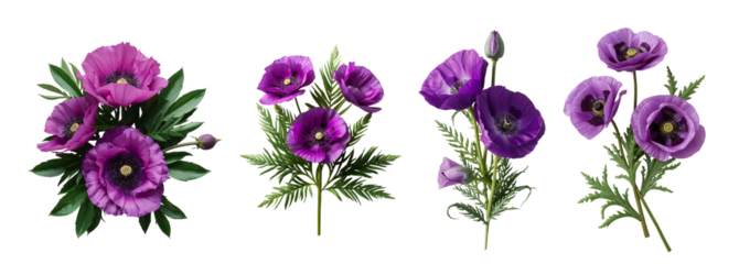 Beautiful poppy violet flower isolated on transparent background