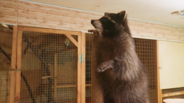 Raccoon exploring indoor wooden platform shelter keeper encourages interaction and enrichment using tall scratching pole animal climbs, sniffs, investigates while handler offers gentle hand touch,