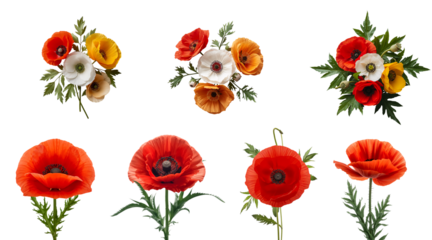 Beautiful poppy flower isolated on transparent background