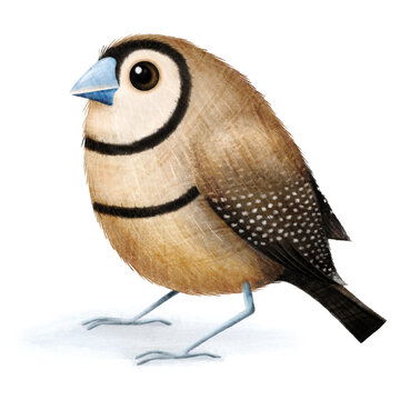 Cute digital illustration of a Double-Barred Owl Finch isolated on a white background