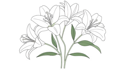 Minimalist Lily Flower Bouquet Illustration isolated PNG with Transparent Background