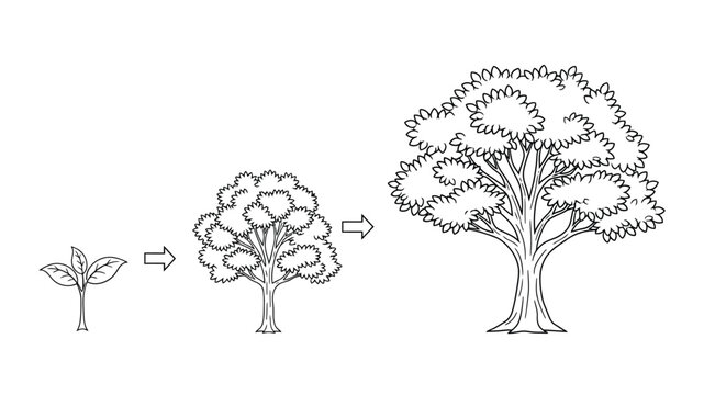 Growth stages of a tree from small to large high quality