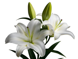 Fototapeta premium White lily flowers and buds bouquet isolated PNG with Transparent Background