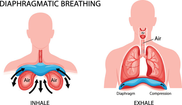 Diaphragmatic breathing process with inhale and exhale stages, airflow and diaphragm movement diagram, flat vector illustration