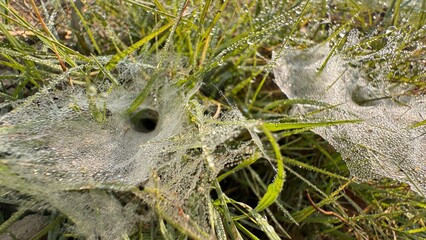 Morning dew covered spider web on green grass macro nature texture natural wildlife ecology concept fresh outdoors detail moisture on white background