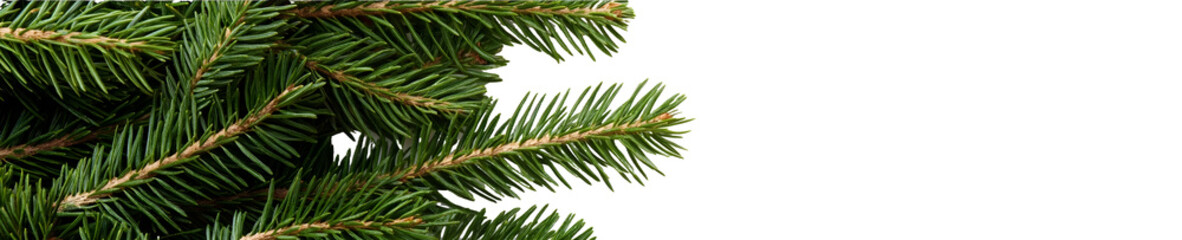 christmas tree branch isolated on white