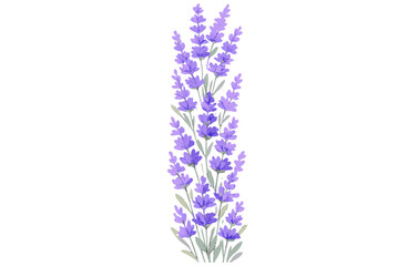 Obraz premium Vibrant purple lavender flowers with green leaves isolated on white background