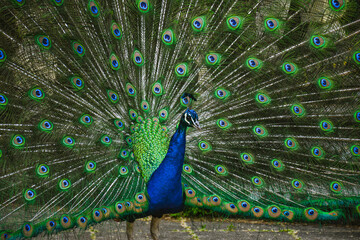 Obraz premium peacock with feathers