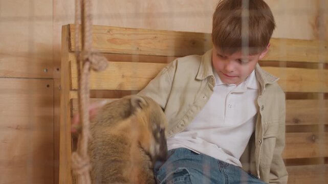 Child affectionately strokes small coati with gentle hands on wooden bench, Young boy lovingly touches petite coati while seated on rustic wooden bench in peaceful farm surroundings