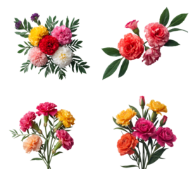 Beautiful carnation flower isolated on transparent background