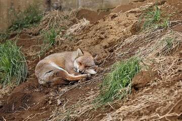 土の上で丸くなり寝るキツネ