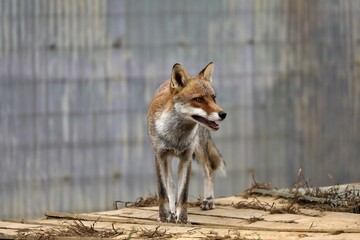 グレー背景のキツネのポートレート