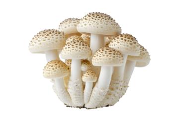 Shimeji mushroom white beech mushrooms isolated on white background clipping path full depth of field