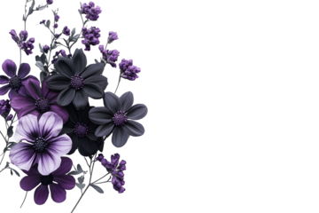 Bouquet black and purple flowers isolated on white background