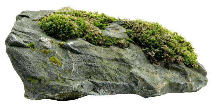 PNG Mossy flat rock mineral plant.