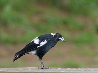 Obraz premium Australian Magpie (Gymnorhina tibicen) standing on a timber table top with out of focus grass embankment in background